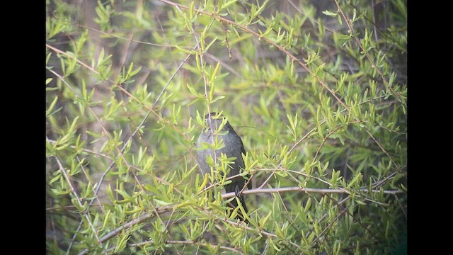 Rusty Blackbird - ML634646604