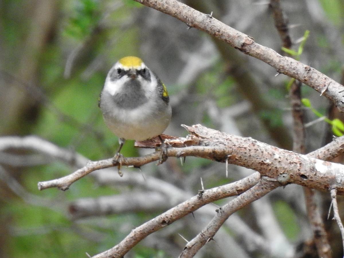 Golden-winged Warbler - ML634646650