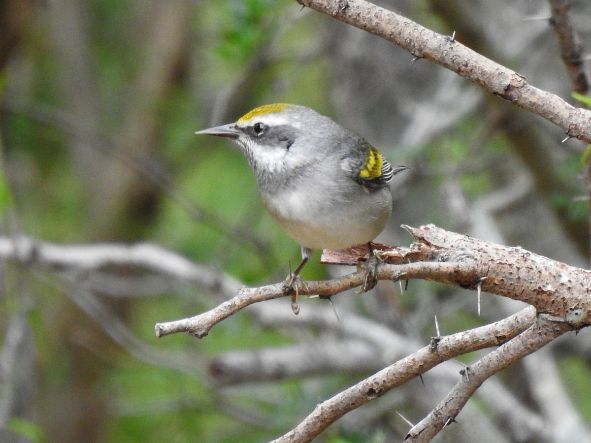 Golden-winged Warbler - ML634646651