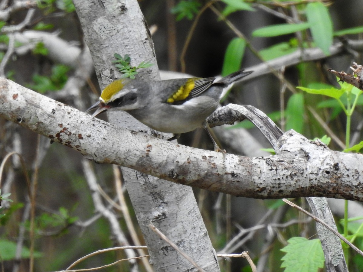 Golden-winged Warbler - ML634646652