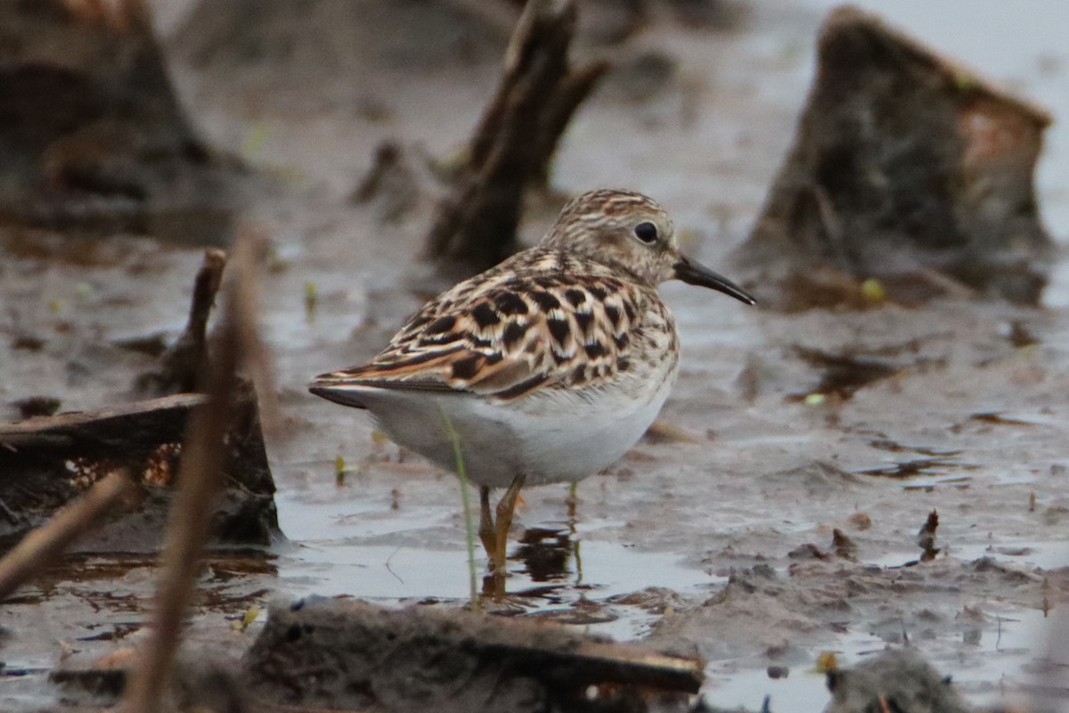 Least Sandpiper - ML634646665