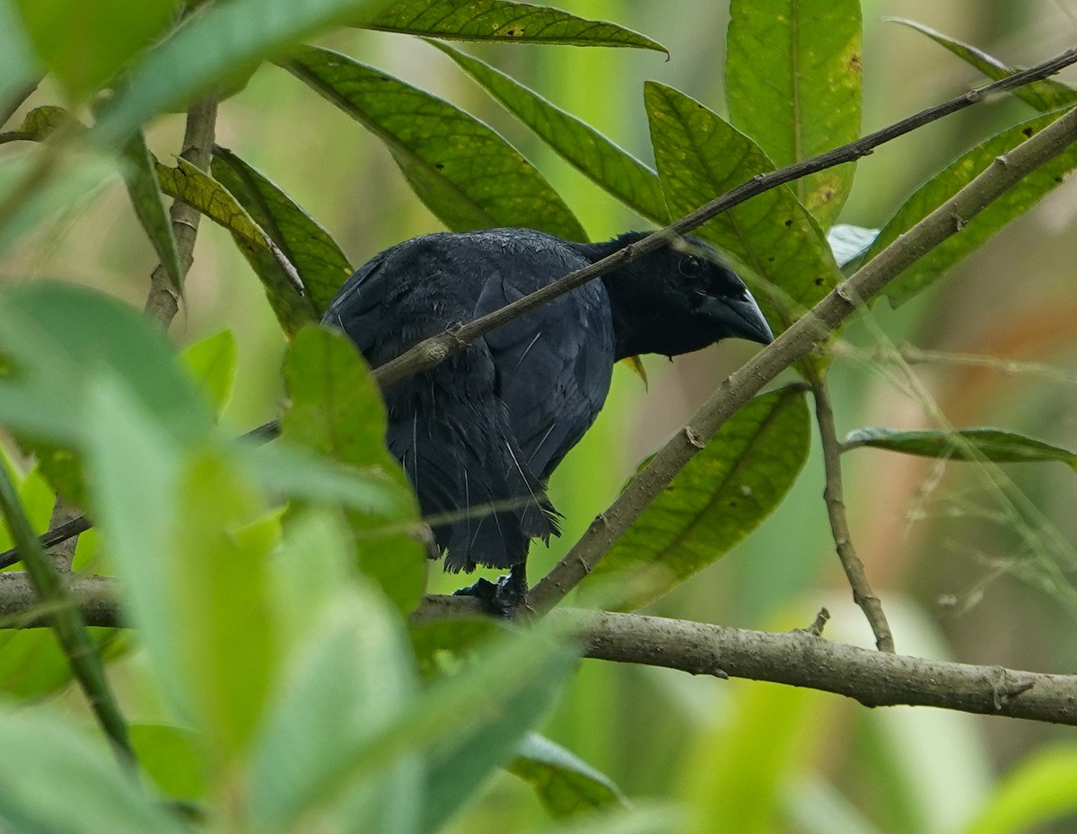 Scrub Blackbird - ML634646667