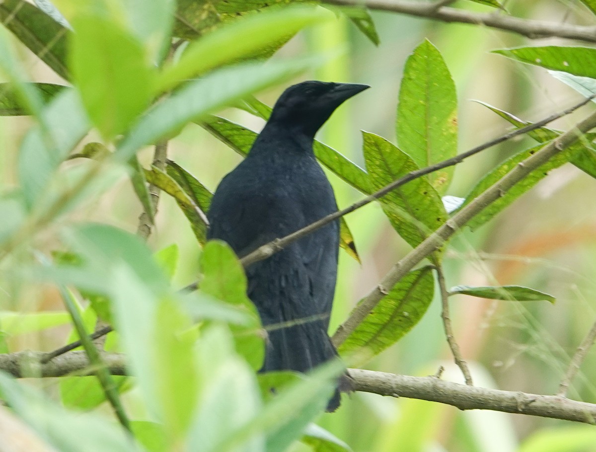 Scrub Blackbird - ML634646668