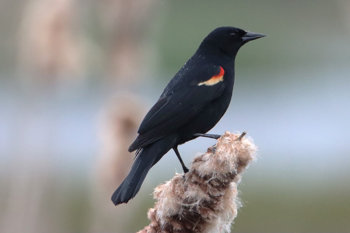 Red-winged Blackbird - ML634646684