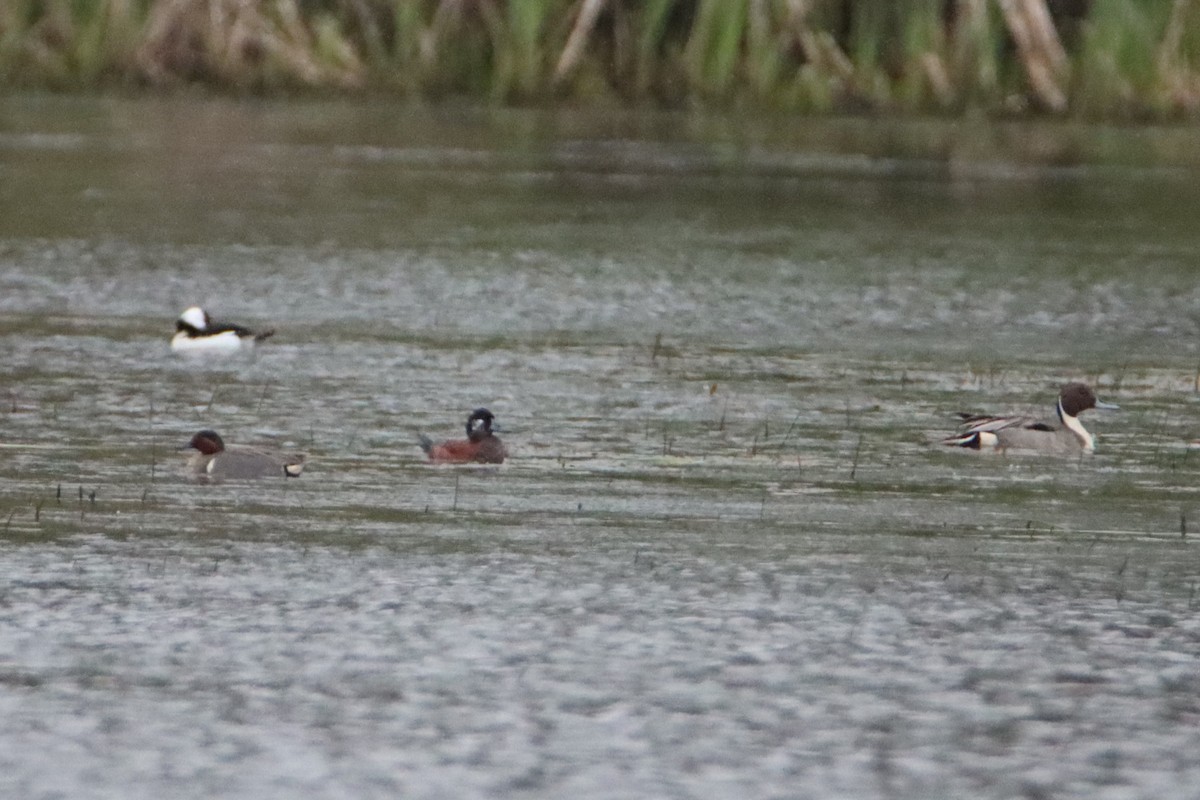 Ruddy Duck - ML634646708
