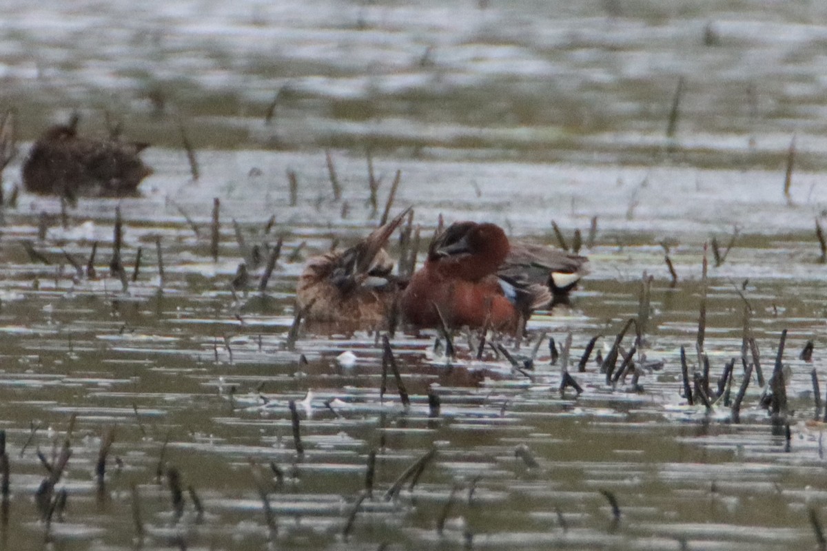 Cinnamon Teal - ML634646713