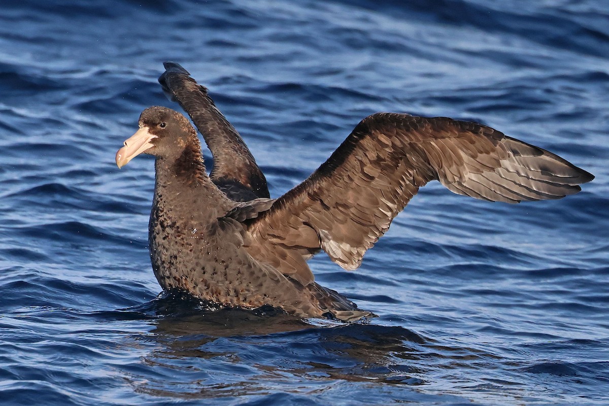 Northern Giant-Petrel - ML634646731