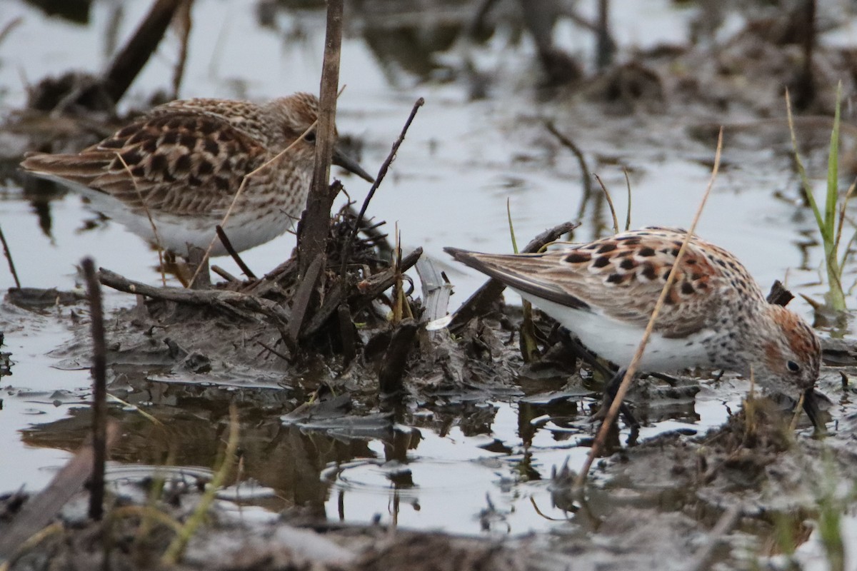 Western Sandpiper - ML634646745