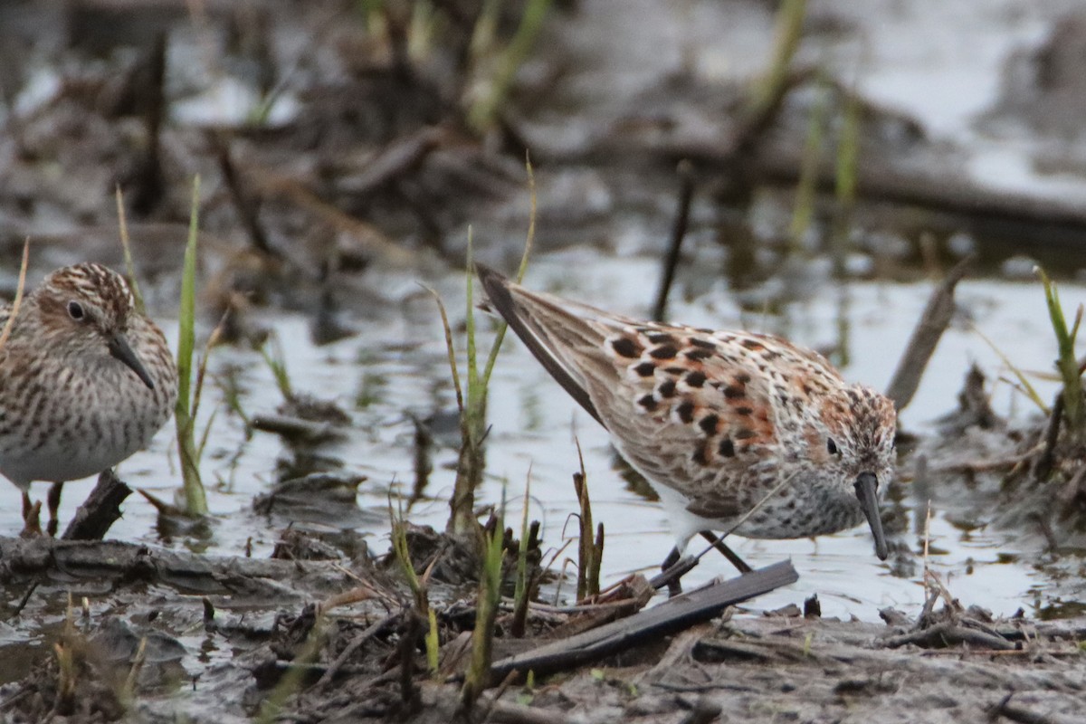 Western Sandpiper - ML634646748