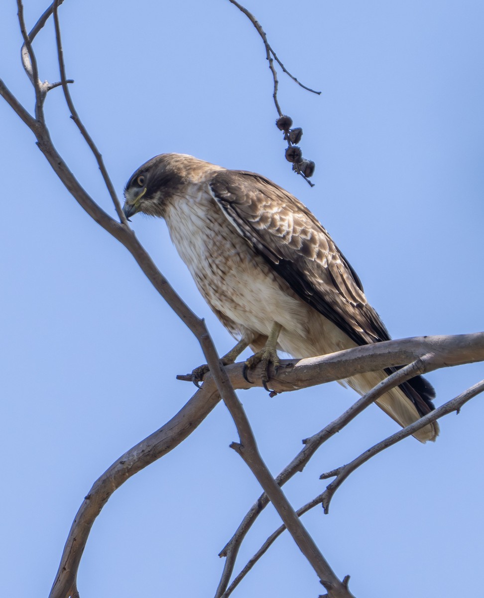 Red-tailed Hawk - ML634646768