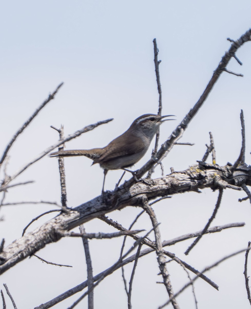 Bewick's Wren - ML634646771