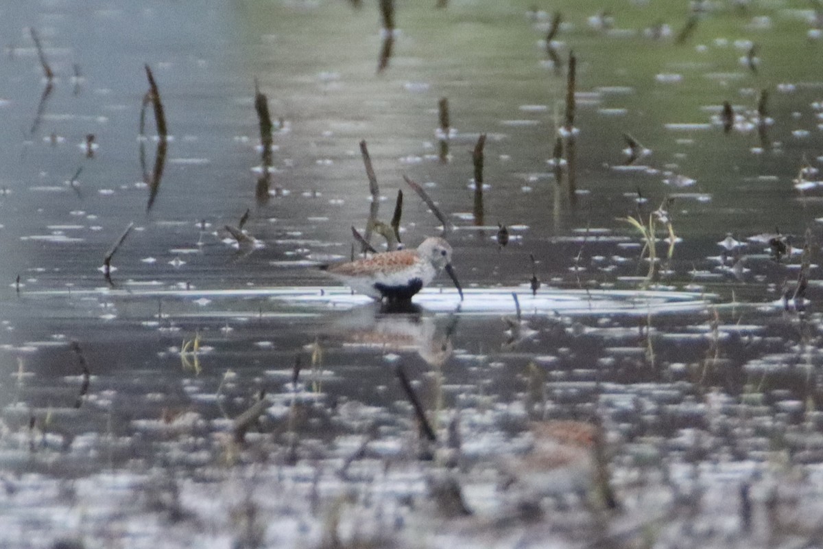 Dunlin - ML634646774