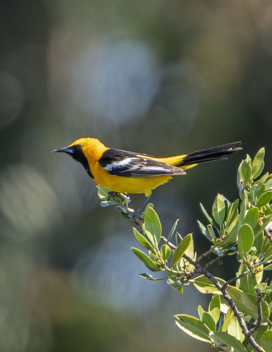 Hooded Oriole - ML634646780