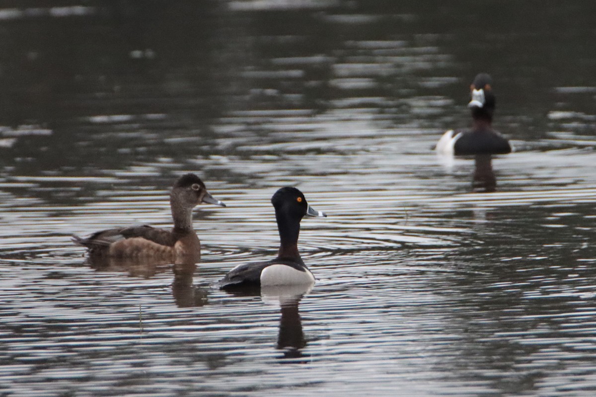 Ring-necked Duck - ML634646803