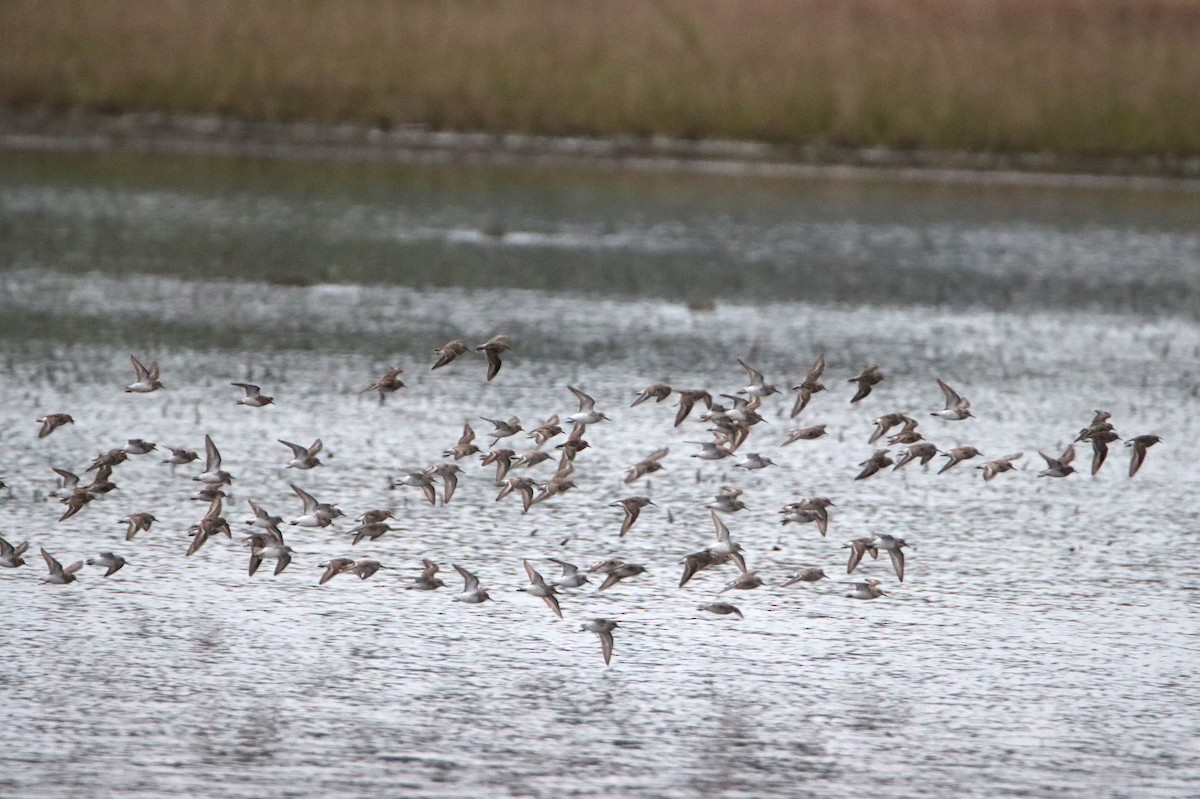 Least Sandpiper - ML634646818