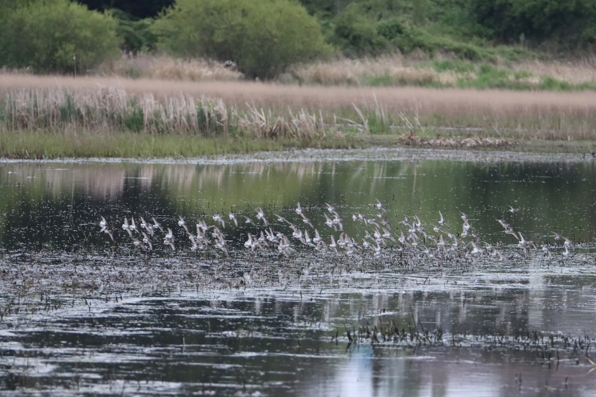 Least Sandpiper - ML634646868