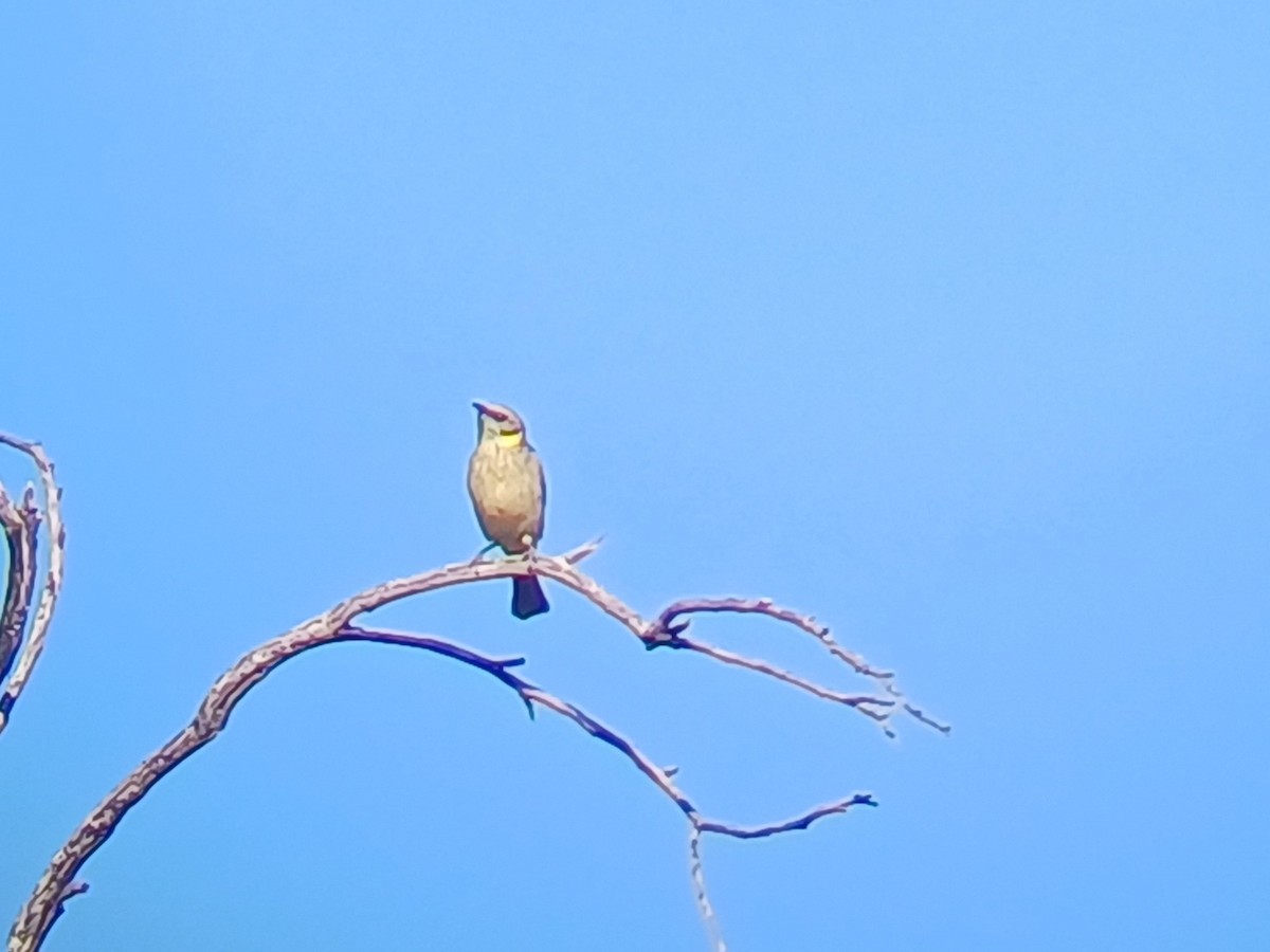 Yellow-plumed Honeyeater - ML634646920