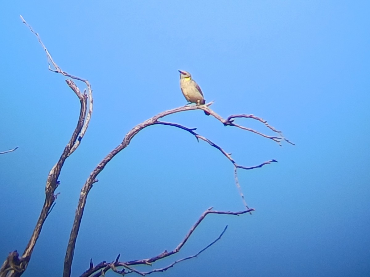 Yellow-plumed Honeyeater - ML634646921
