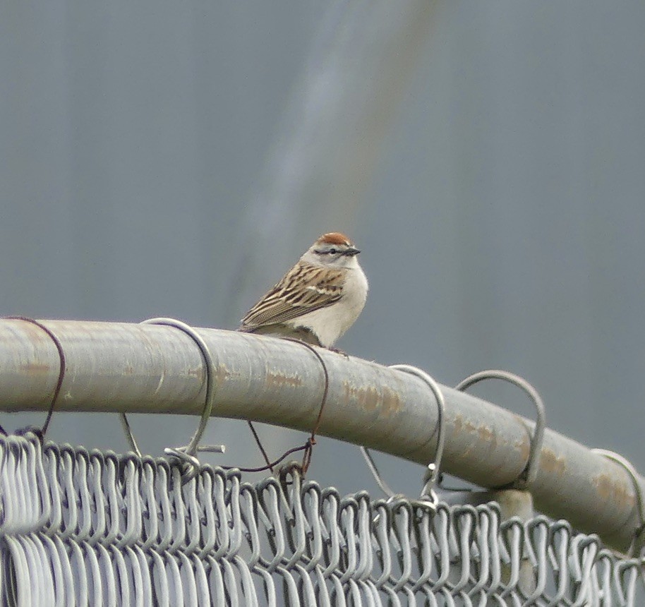 Chipping Sparrow - ML634647010
