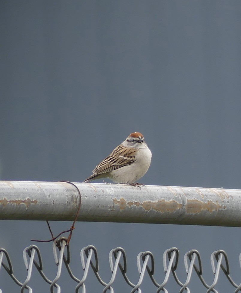 Chipping Sparrow - ML634647012