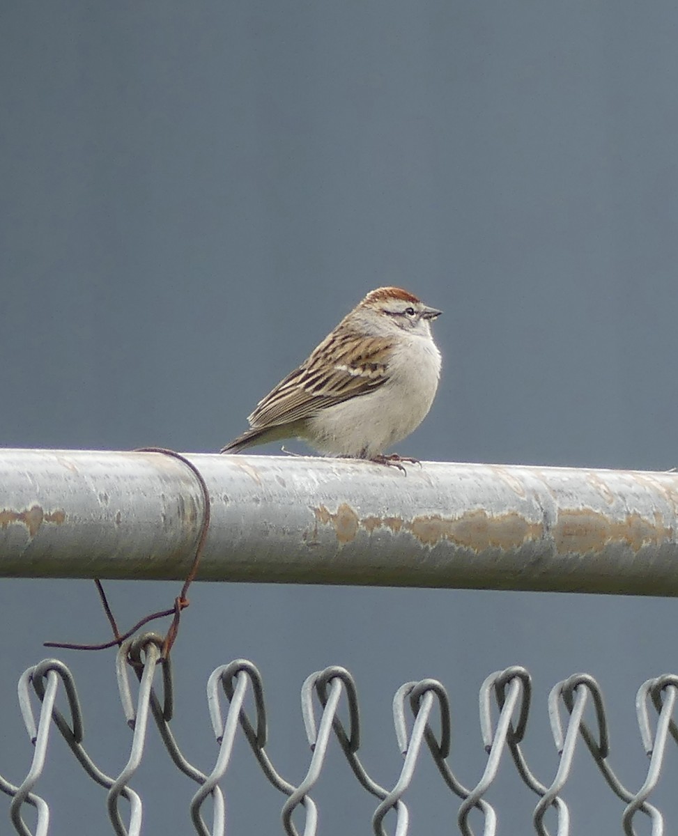 Chipping Sparrow - ML634647018