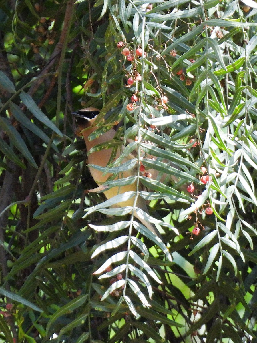 Cedar Waxwing - ML634647182