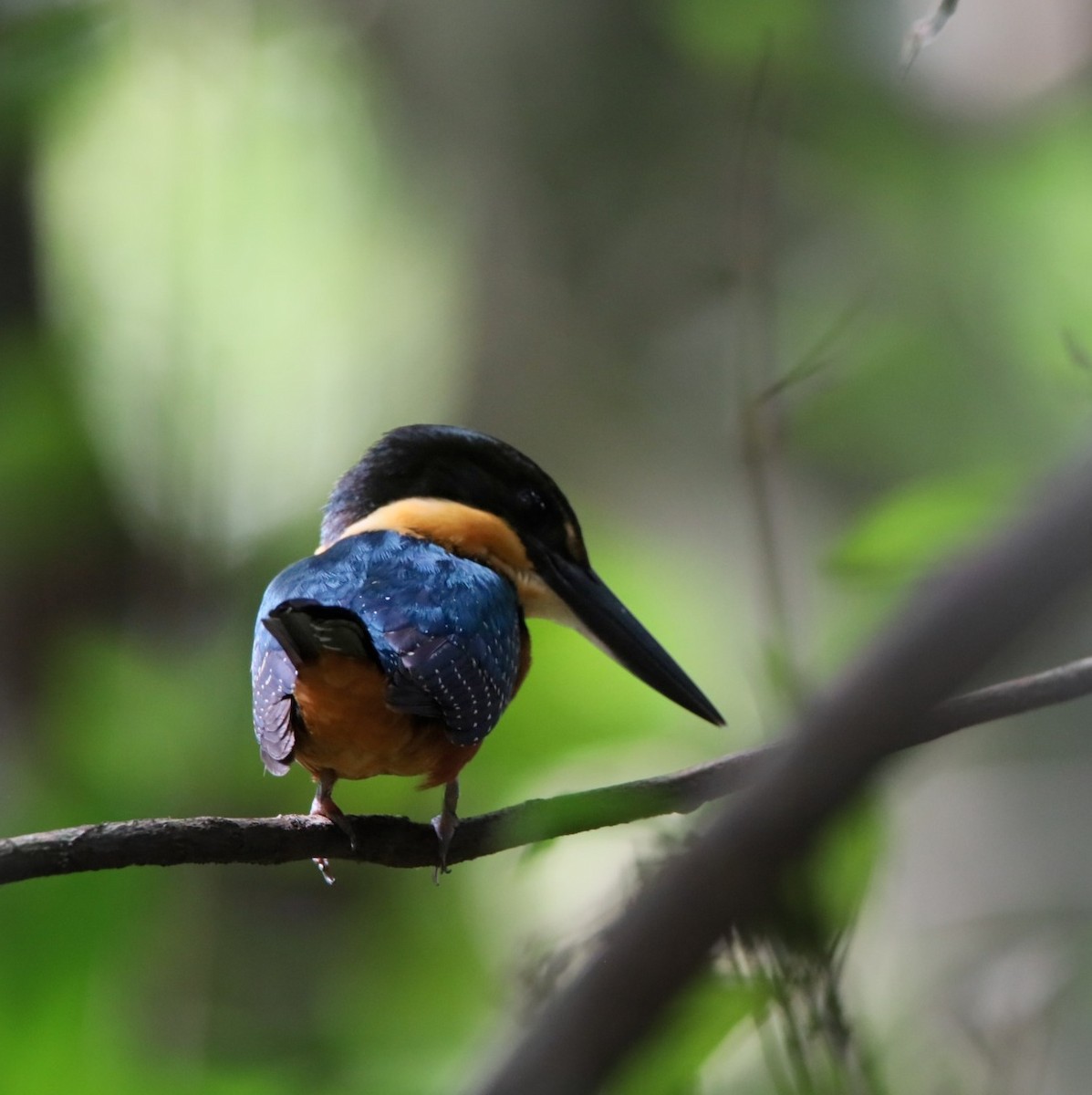 Green-and-rufous Kingfisher - ML634647193