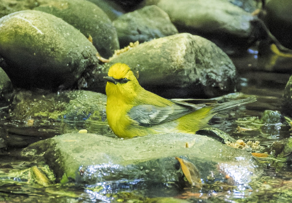 Blue-winged Warbler - ML634647284