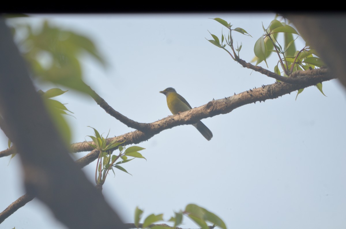 Gray-headed Bulbul - ML634647294