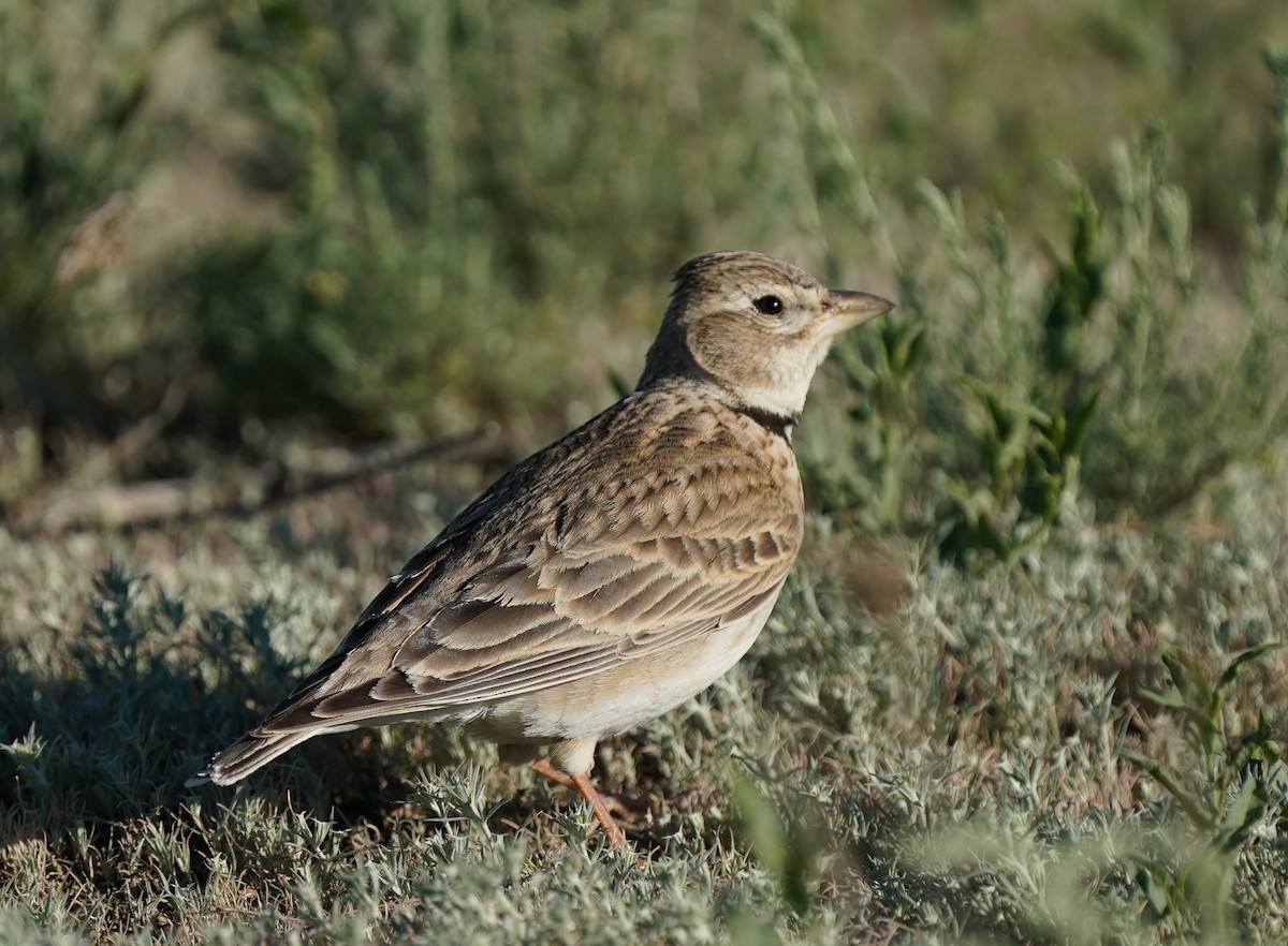 Calandra Lark - ML634647307