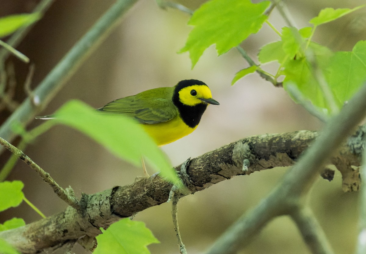 Hooded Warbler - ML634647317