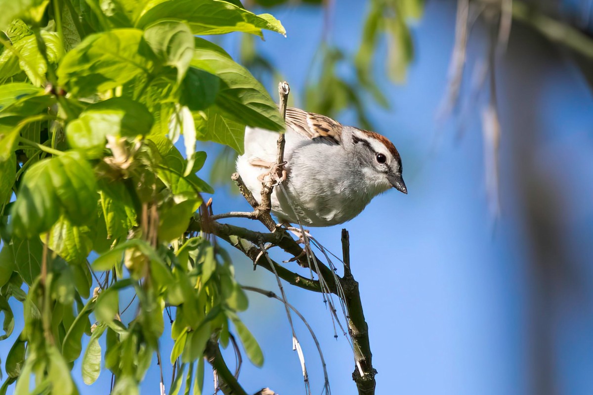 Chipping Sparrow - ML634647355