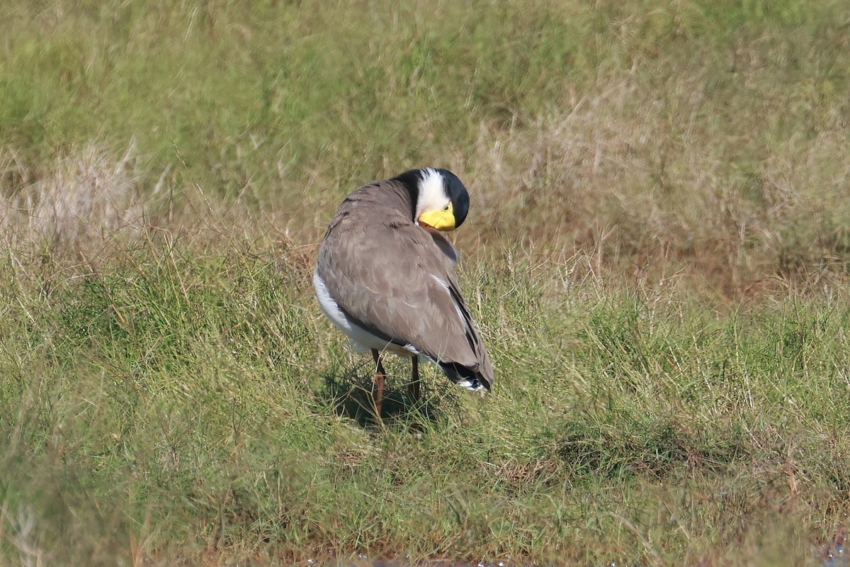 Masked Lapwing - ML634647436