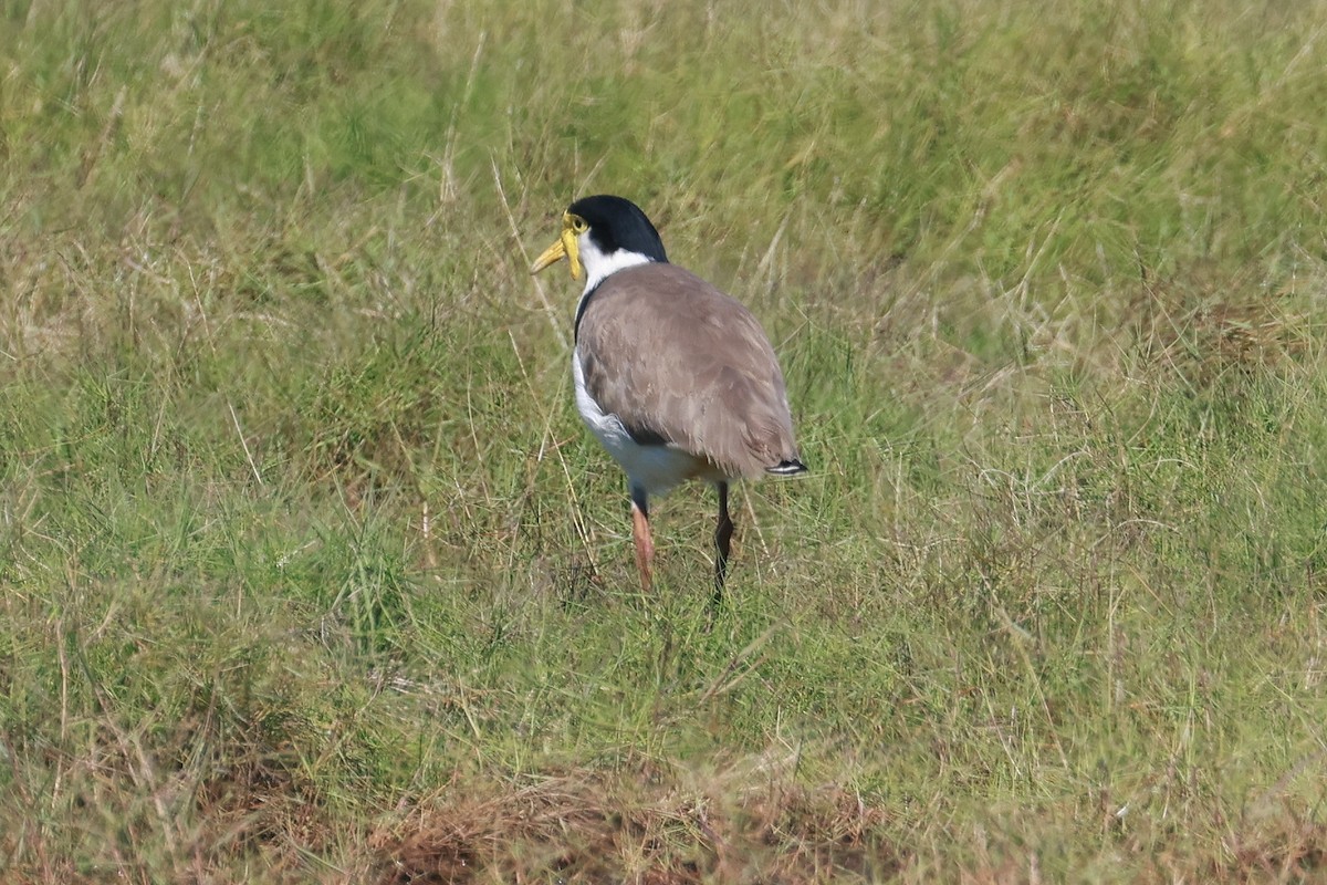 Masked Lapwing - ML634647437