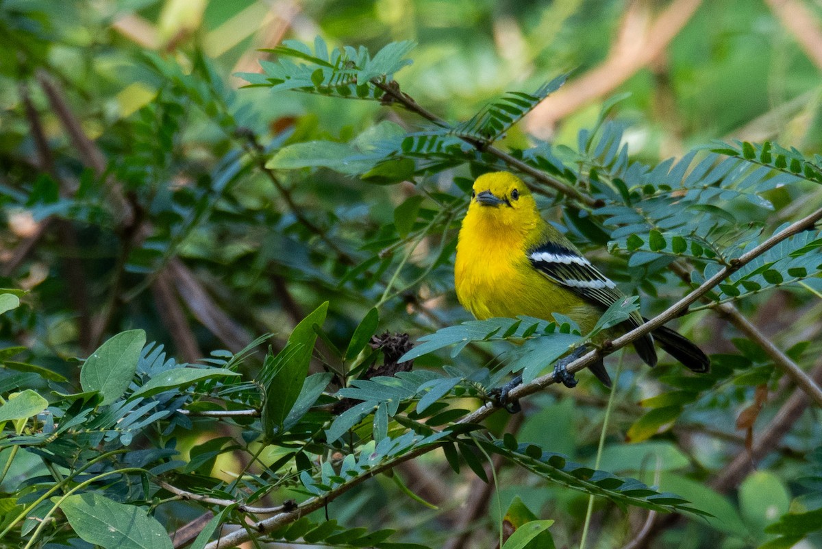 Common Iora - ML634647461