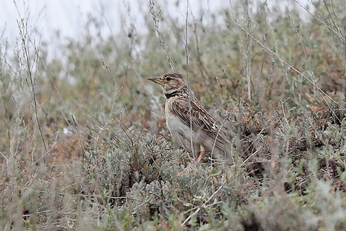 Bimaculated Lark - ML634647550