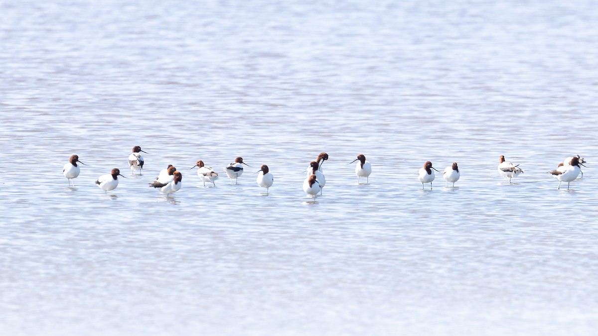 Red-necked Avocet - ML634647578