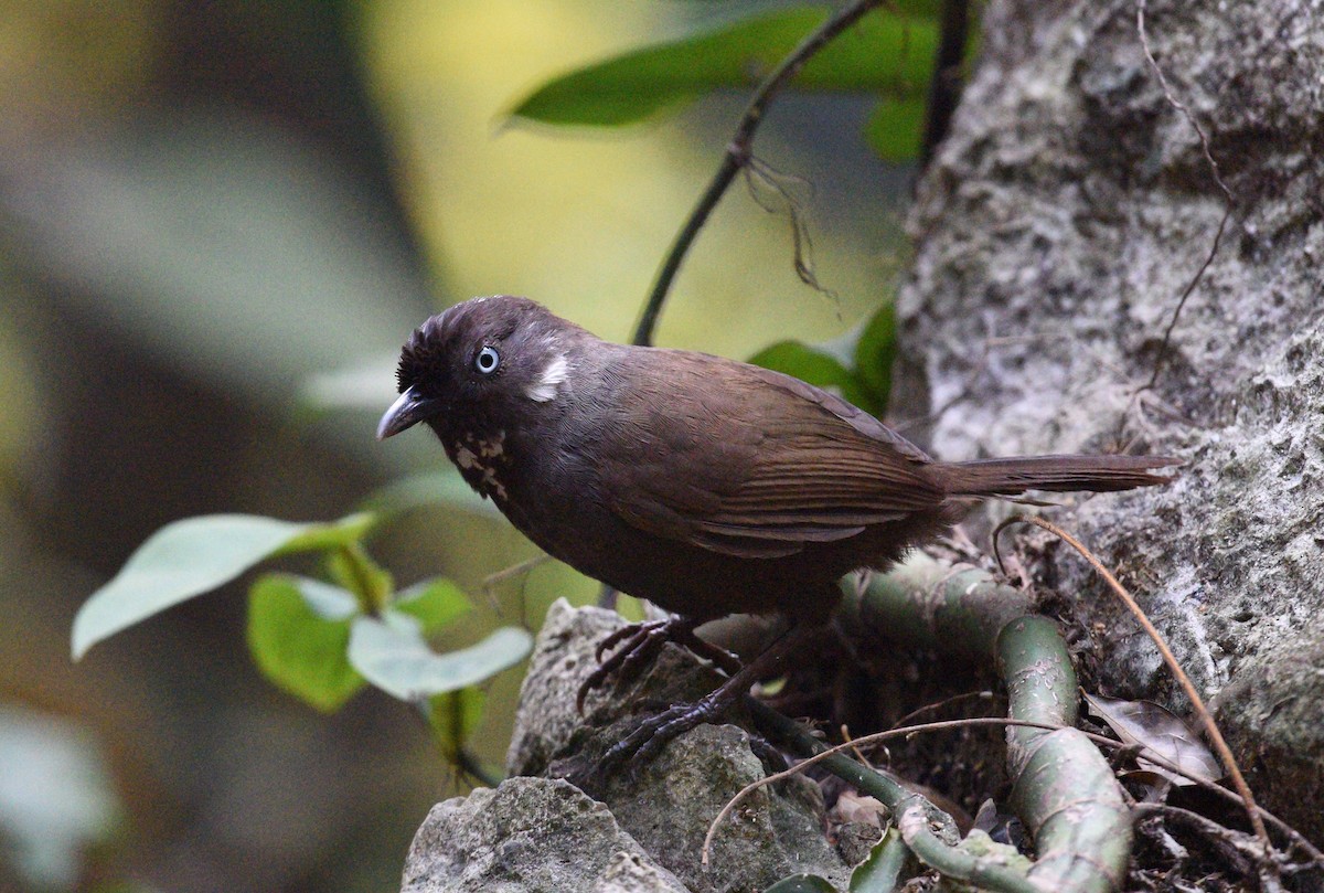 Nonggang Babbler - ML634647661