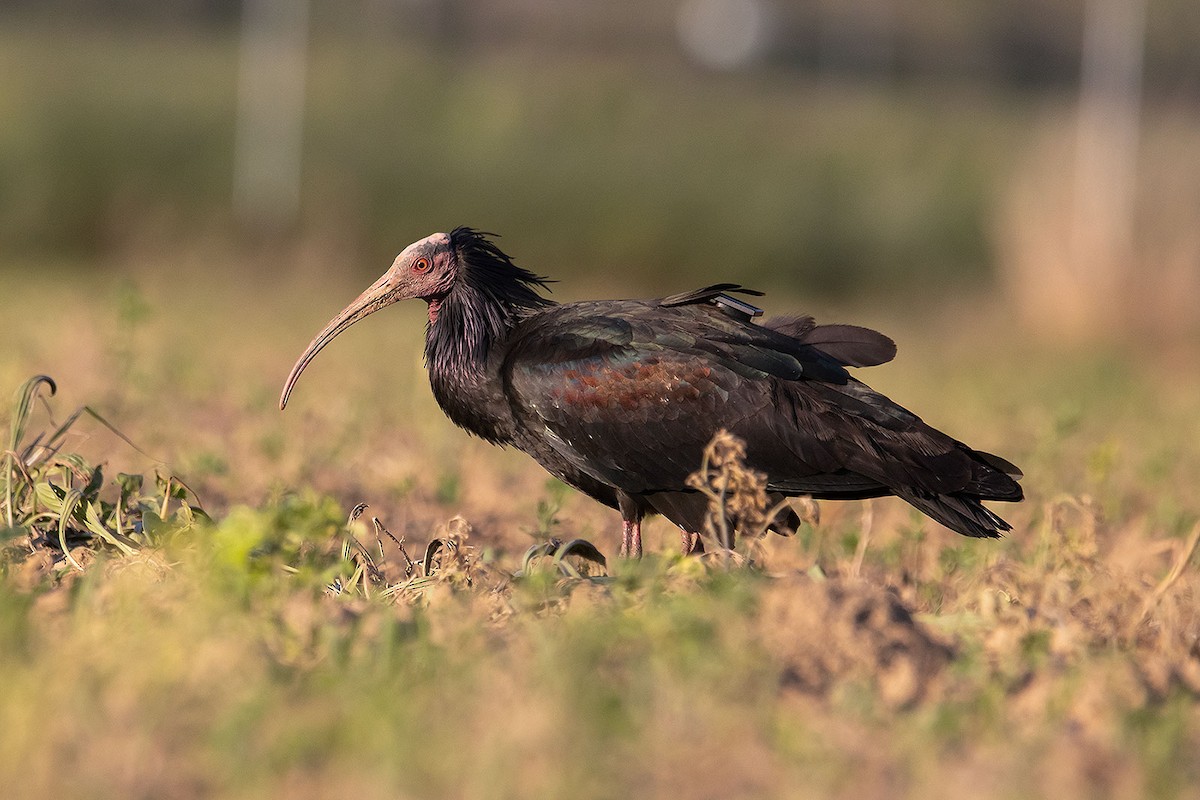 Northern Bald Ibis - ML634647750