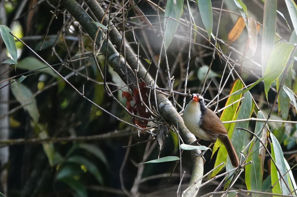 Brown-crowned Scimitar-Babbler - ML634647848