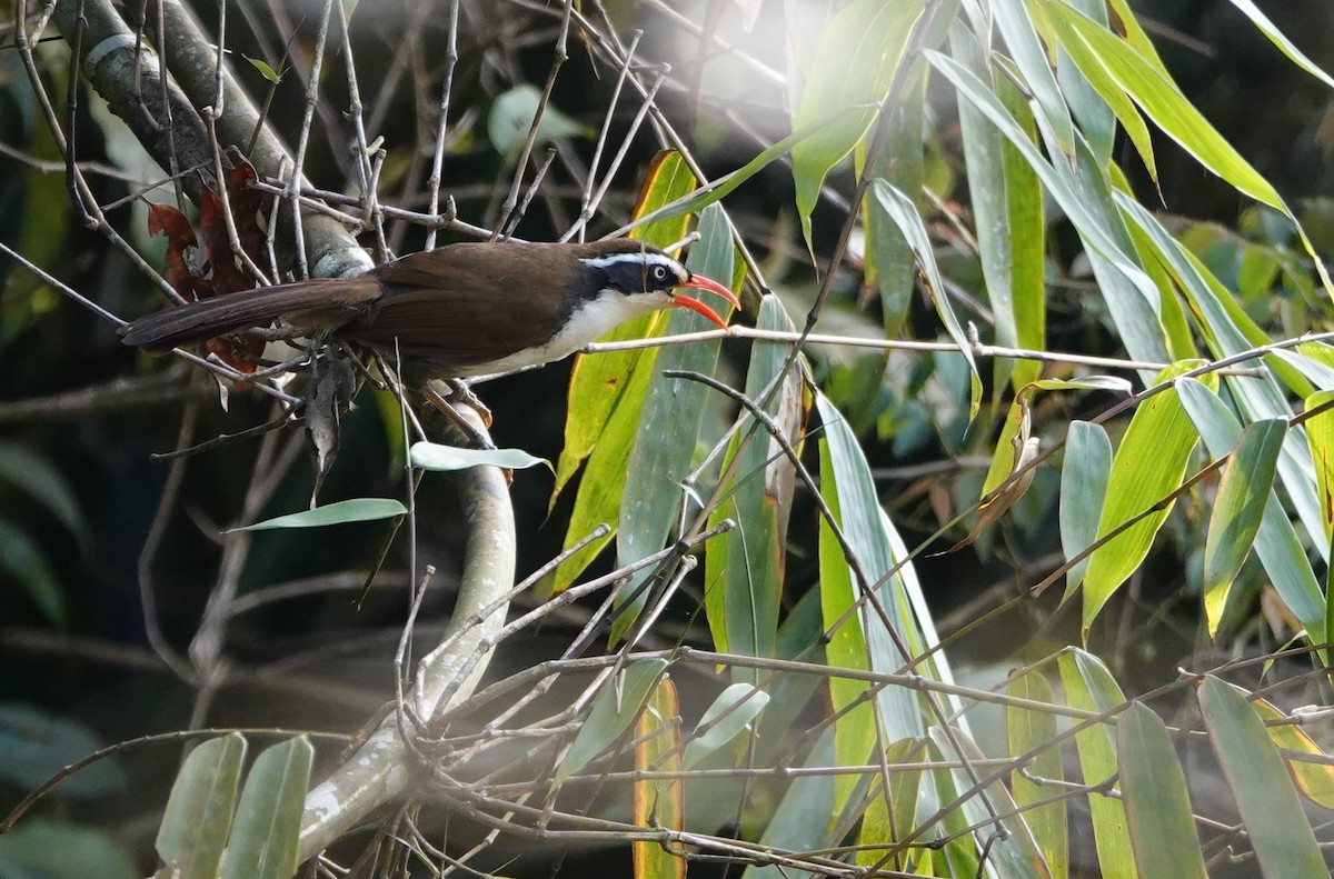 Brown-crowned Scimitar-Babbler - ML634647849