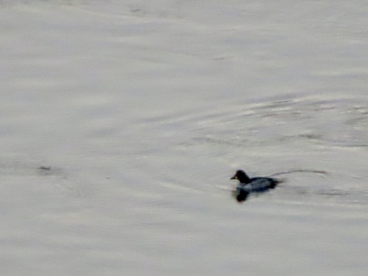 鵲鴨 - ML634647852