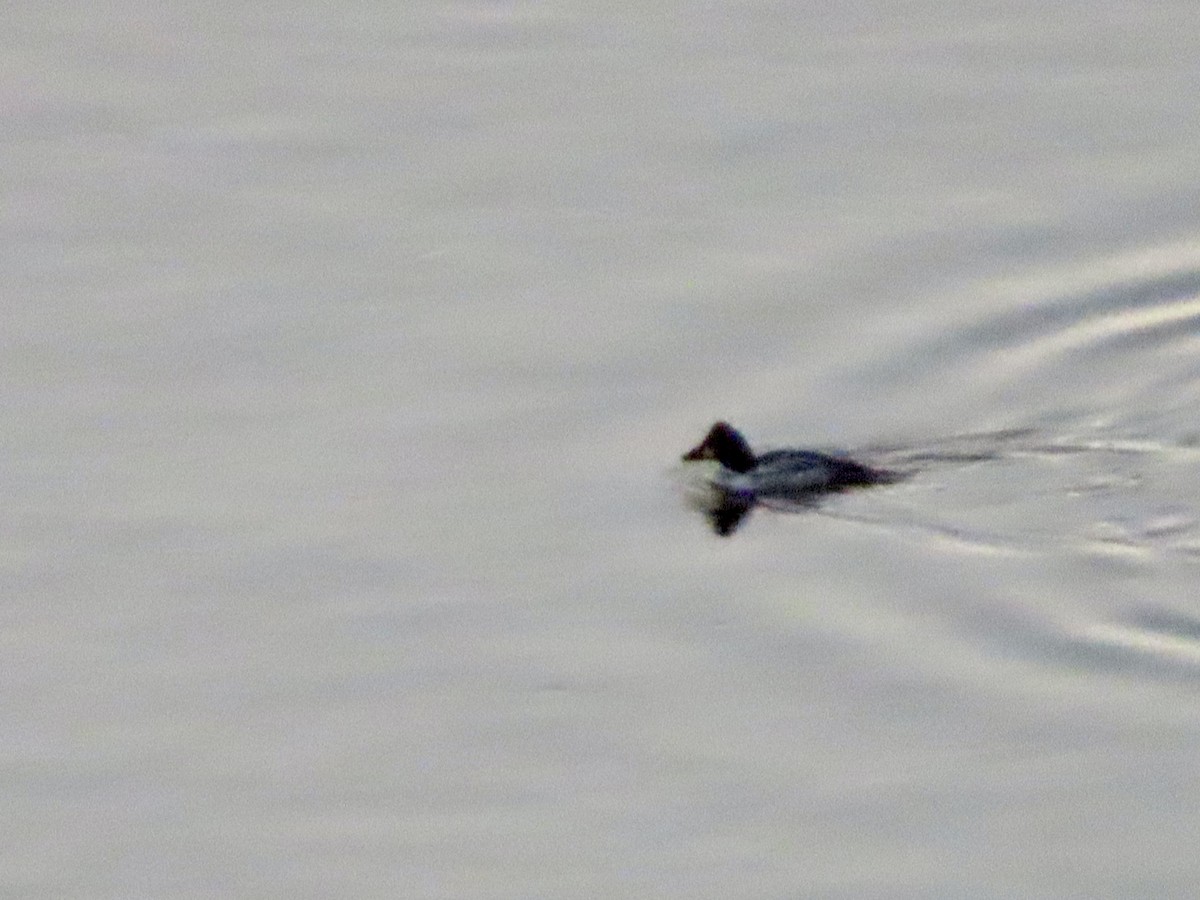 鵲鴨 - ML634647882