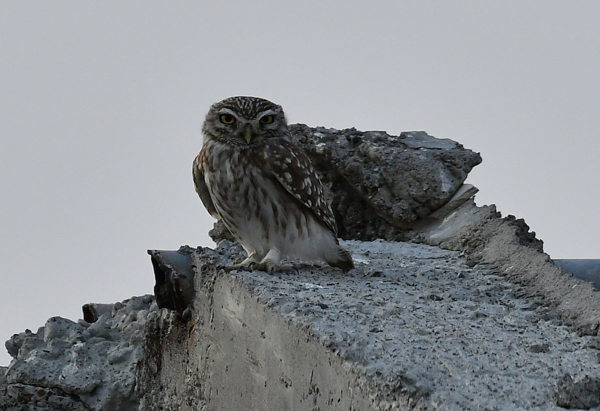 Little Owl - ML634648147