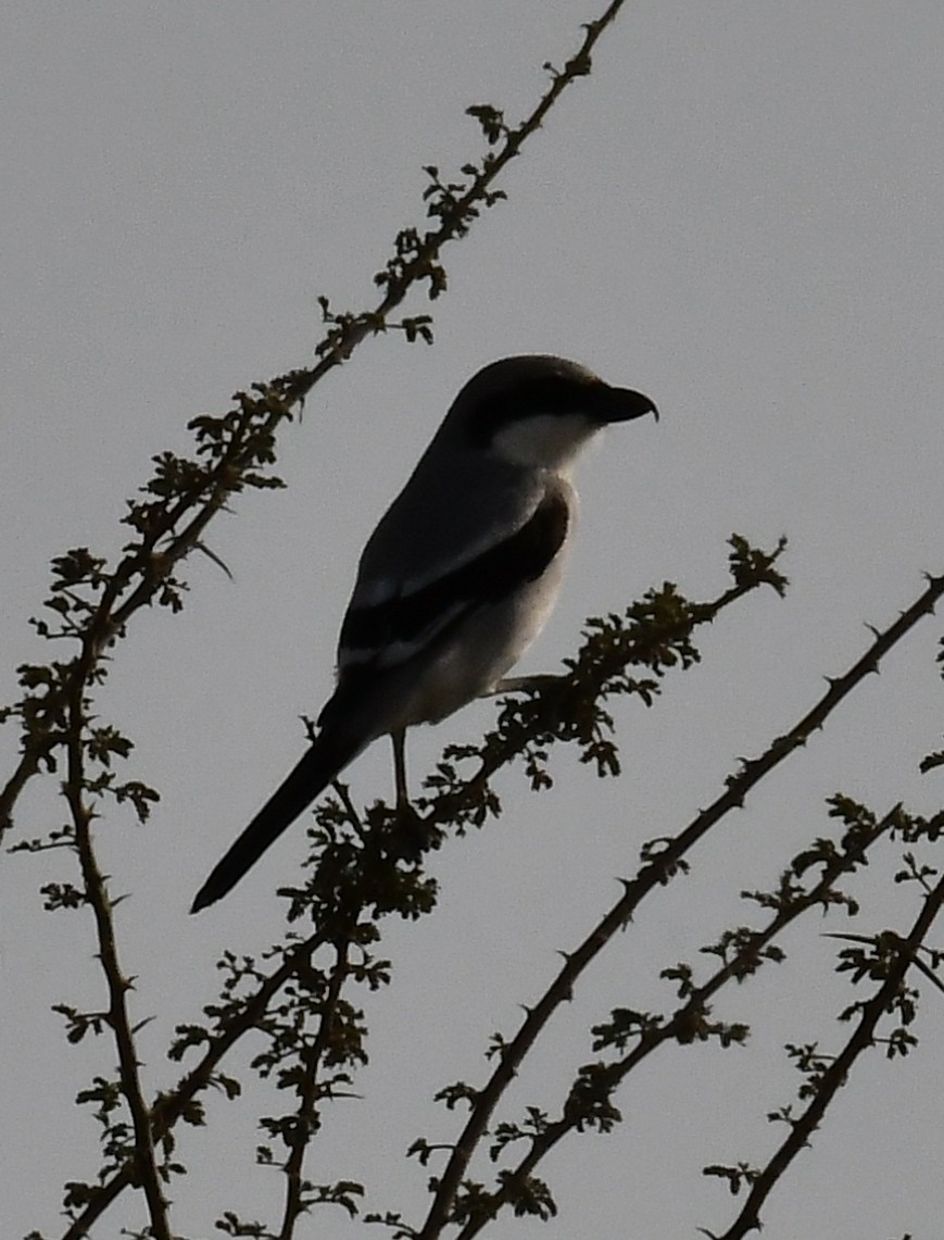 Great Gray Shrike - ML634648155