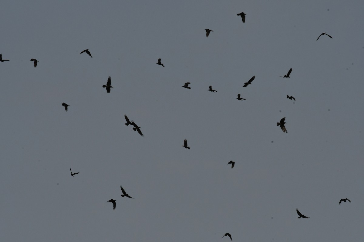 Brown-necked Raven - ML634648170