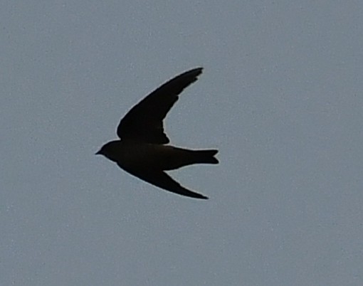 swallow sp. - ML634648180