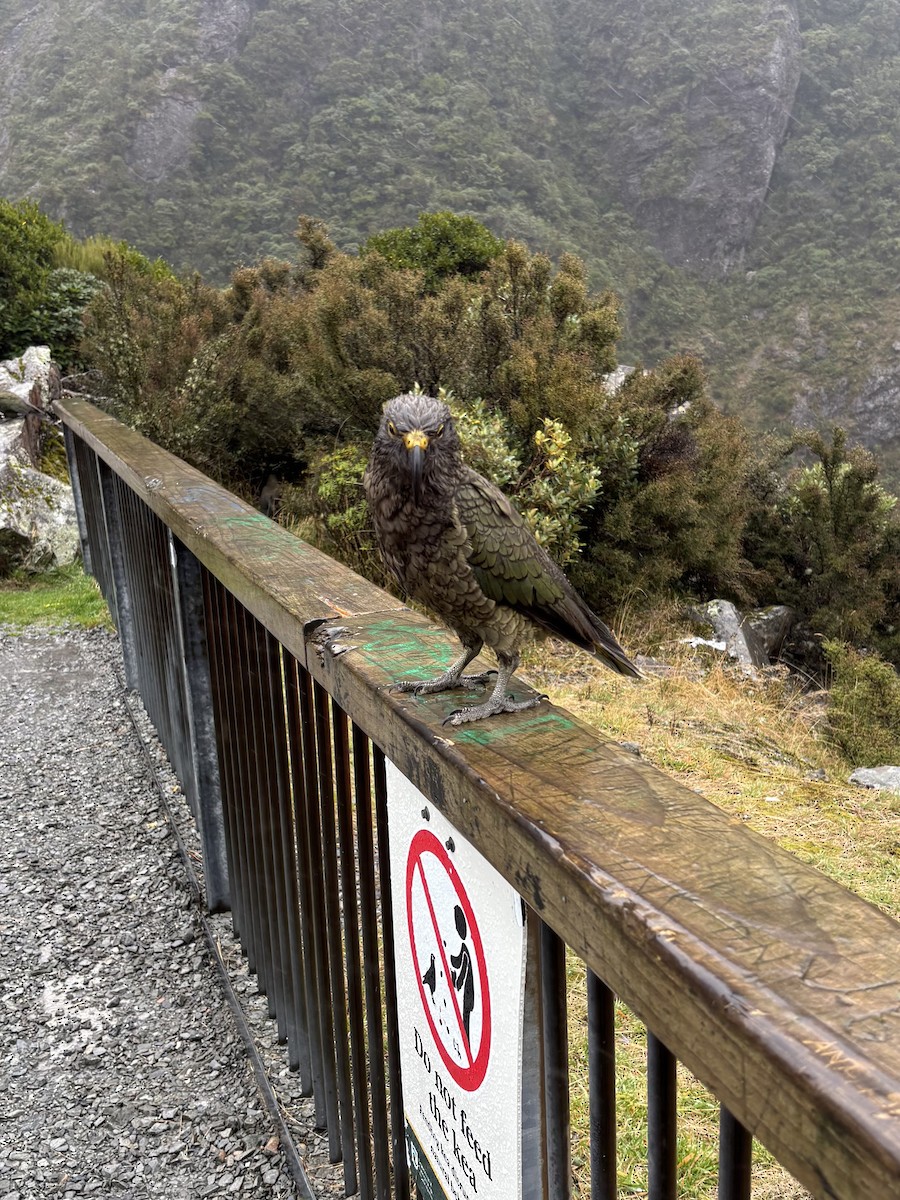 Kea - ML634648193