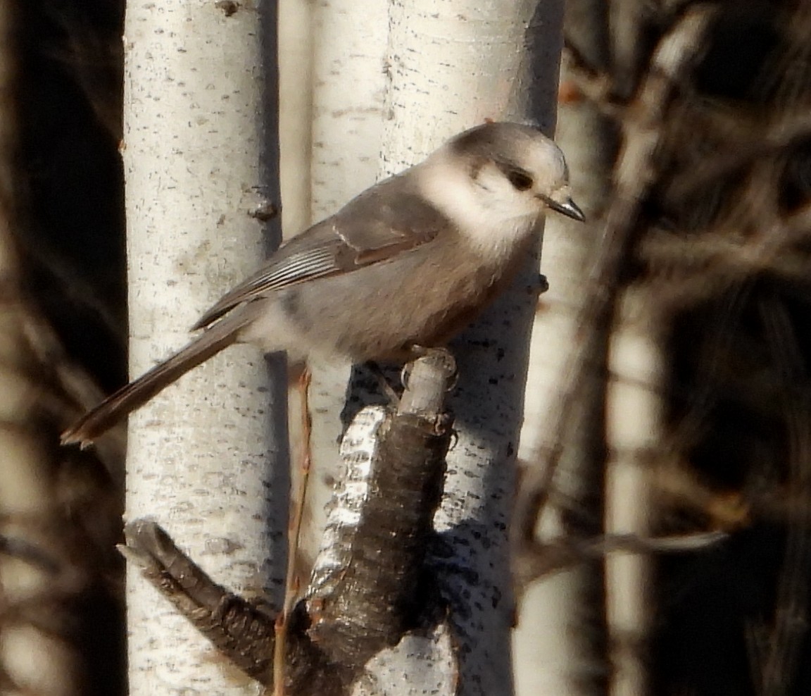 Canada Jay - ML634648270