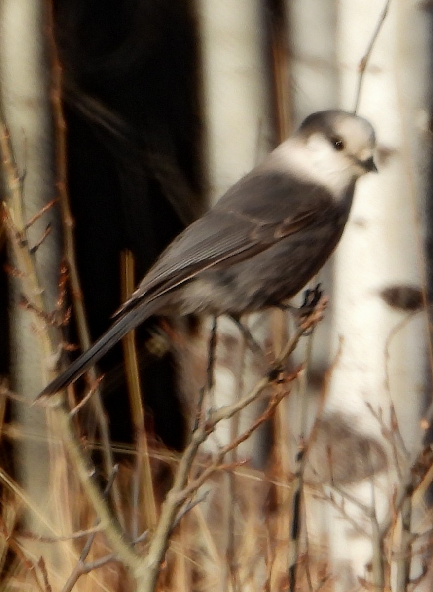 Canada Jay - ML634648279